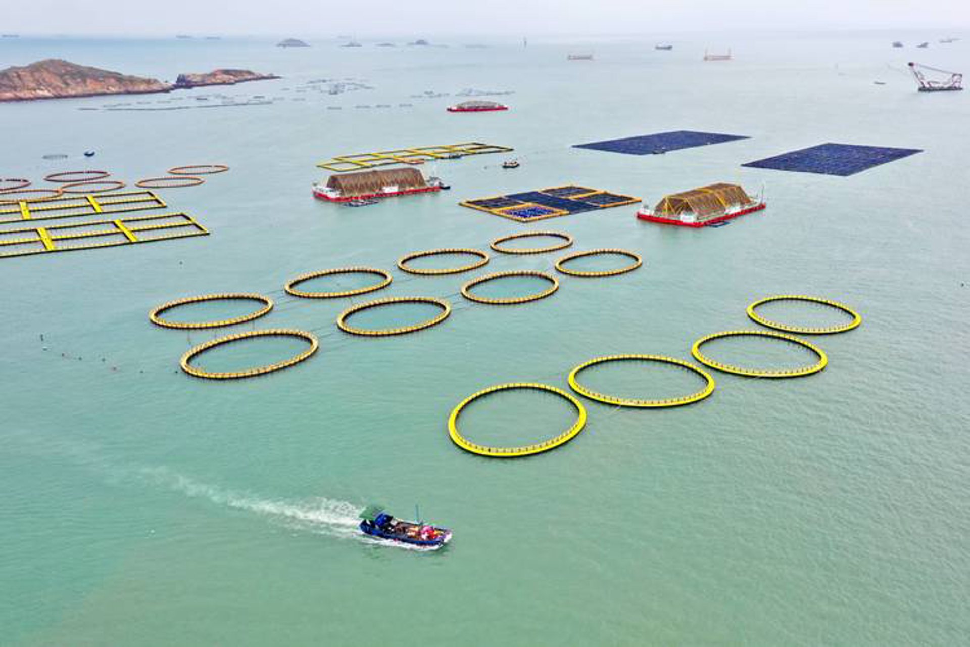 海峰苗木